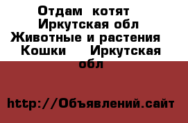 Отдам  котят  - Иркутская обл. Животные и растения » Кошки   . Иркутская обл.